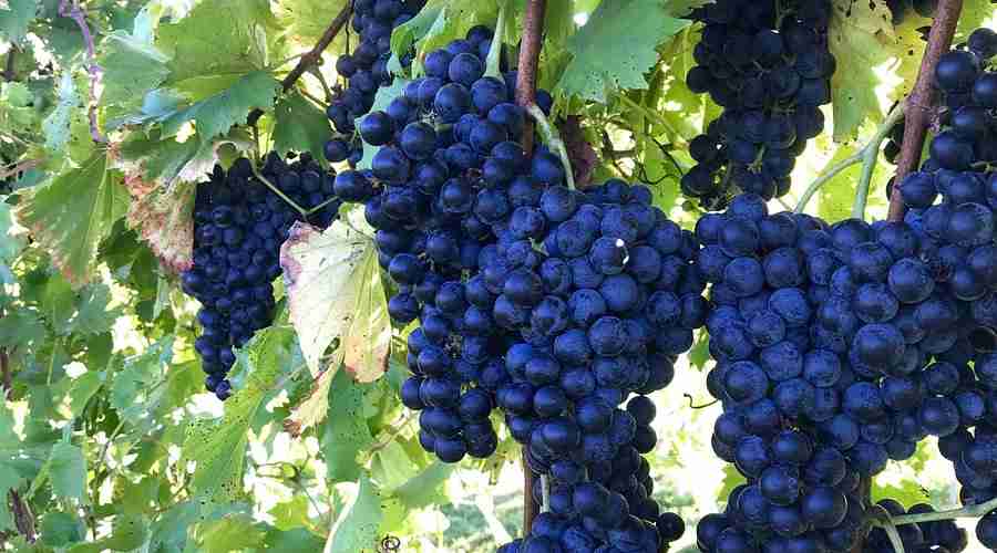 benton ky campgrounds​